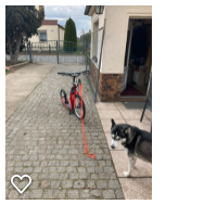 Dogscooter
